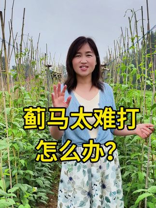 蓟马危害,我有妙招,快用农之帆蓟马药#蓟马防治 #蓟马特效药