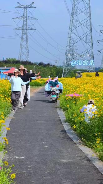 导航思德桥,桥北 沿河往东 就是 一片金鸡菊花 花海。(第一年成规模开花,速度打卡吧)#思德桥花海#原创视频 #董桥村花海 #金鸡菊花海
