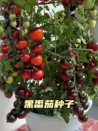 黑番茄种子黑珍珠番茄籽水果四季阳台盆栽种植番茄西红柿蔬菜种子#黑番茄种子