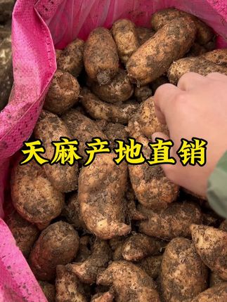 天麻产地直销,云南天麻大家一定要试试,拿回去煲土鸡汤,煲鱼头汤嘎嘎好吃#天麻#天麻小王子#山货#云南特产#新鲜天麻