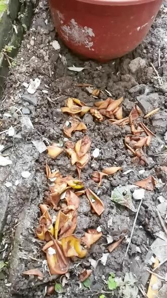 吃完枇杷后,把枇杷的核,放在土壤上,稍微给它覆盖一点土,自然环境下雨水的滋润下,过段时间它就会长出小苗,过一年就有一棵枇杷树了,过两年就可以吃到酸甜酸甜的枇杷了!#分享家乡美食 #我为家乡农产品代言 #原滋味纯天然绿色食品 #原生态养殖 #种枇杷
