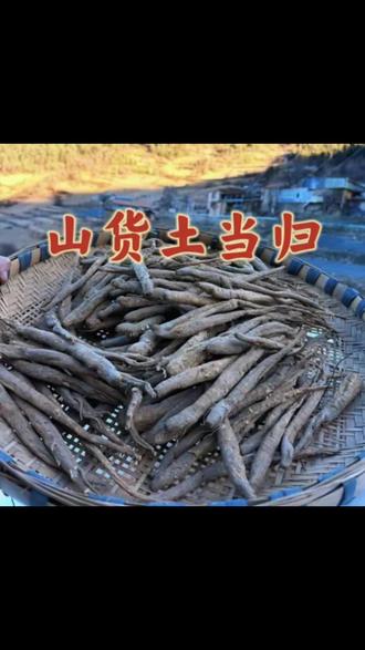 #这就是我们阿坝州的当归,也叫甜当归、独角当归,是高原上的植物。它闻起来很香,吃起来甜甜的,可以拿来炖鸡、炖排骨、做麻辣香锅等等,非常美味又营养。如果你喜欢的话,就点击下方链接下单吧!这些都是今年刚挖出来的,品质非常好,数量有限哦!