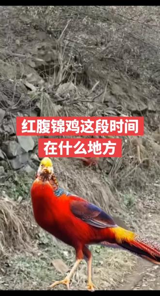#红腹锦鸡什么时候繁殖