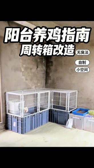 无臭养鸡的一些小分享#笼养技巧 #阳台养鸡 #阳台养鸡种菜
