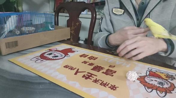 从0开始训练虎皮鹦鹉第二十二天,叼球03#宠物 #鹦鹉 #鹦鹉鹦鹉萌萌哒逗鹦鹉 #虎皮鹦鹉 #鹦鹉日常