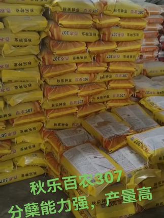 #强烈推荐 #实拍原视频 #百农307亩产突破1800斤 @河南维特种子有限公司