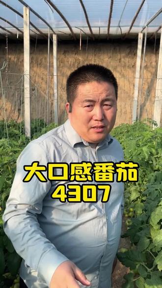 大口感番茄泰番4307#泰番4307 #泰番 #泰山番茄 #泰山番茄创新研究院 #泰番省人工-不喷花不蘸花免吊穗