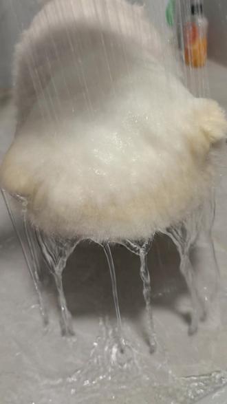 死面馒头也爱缩水
#第一次如此闪耀 #博美 #死面馒头