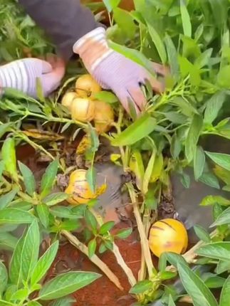【真树熟】云南石林黄肉人参果树熟新鲜清甜多 汁应季水果中秋好礼#香甜可口