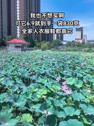 #荷塘美景 自从有了大运河皂粉,再也不用削肥皂了,去污能力强,低泡易漂洗,机洗手洗都好用,全家人衣服鞋都靠它#大运河肥皂#皂粉#洗护好物#洗衣服就靠它了