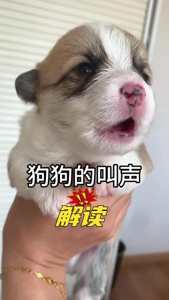 狗狗叫声解读#狗狗 #狗是人类最忠诚的朋友 #养狗的乐趣 #养狗经验分享