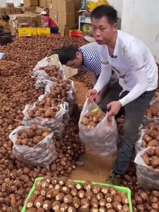 云南高山牛奶小芋头,口感细腻丝滑粉糯香甜,新鲜现挖现发#芋头 #牛奶芋头 #强烈推荐 #软糯香甜
