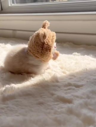 家有小猫的放心入#猫咪 #猫粮