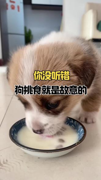 狗挑食其实就是故意的
#养狗经验分享#新手养狗 #科学养宠攻略 #狗狗挑食 #萌宠出道计划