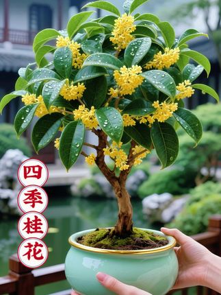 四季桂花盆栽来啦!四季桂树苗易栽易活,生命力旺盛。一盆在手,便藏着四季的芬芳与美好。无论寒暑,它总能绽放小巧精致的花朵,甜香醉人。翠绿叶片生机盎然,是室内的绿色精灵,为家居添一抹自然气息。阳台、窗台、客厅皆可摆放,自成风景。养护简单,却能茁壮成长,让你四季都沐浴在花香里,感受满满的幸福。#花卉绿植 #养花 #室内绿植 #净化空气 #桂花