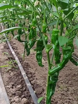 这个邹皮小辣椒,辣得过瘾,喜欢吃辣的朋友赶紧囤货吧#下饭菜 #香辣邹皮辣椒 #无辣不欢 #嘎嘎好吃