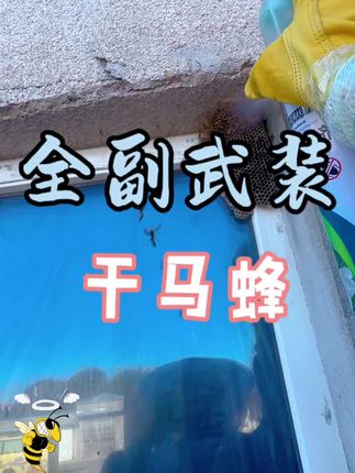还忙叨呢!收你们来了! #田园生活乐趣多 #马蜂 #马蜂窝 #庄园老邢瞎弄的日常