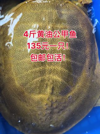 #原创视频 #家乡味道 #甲鱼 4斤黄油公甲鱼135元一只!包邮包活!
