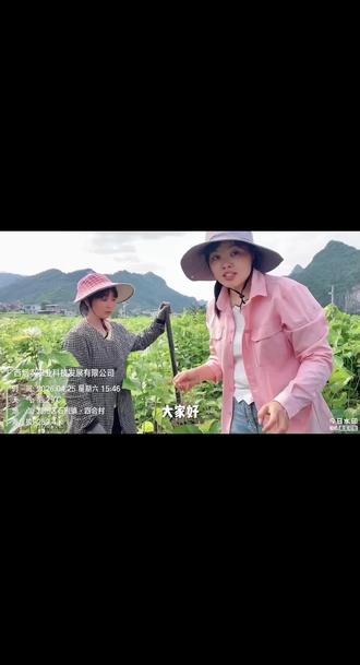 种花桑,养好蚕 #种桑养蚕 #养蚕日记 #河池 #广西烟农科技 #丰特朋