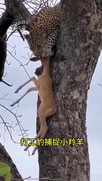 可怜的小羚羊被打工豹捕捉#创作灵感 #动物@dou+小助手 #抖音热点视频 #保护大自然野生动物 #抖音热点上热门