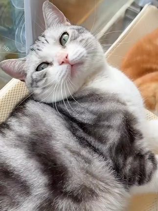猫吊床猫咪吊床悬挂式玻璃阳台空中可折叠吸盘挂窝晒太阳猫咪用品 #猫吊床 #悬挂式 #折叠 #吸盘 #好物推荐