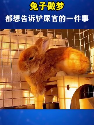 兔子做梦都想告诉铲屎官的一件事。当它出现这个动作,说明肚子里的毛球已经满了,此时的兔兔已经非常难受了,它很可能是在用最后的力气向你求救。#兔子排毛#兔子舔毛#兔子换毛期#兔子