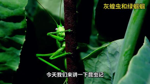 昆虫记:灰蝗虫和绿蝈蝈