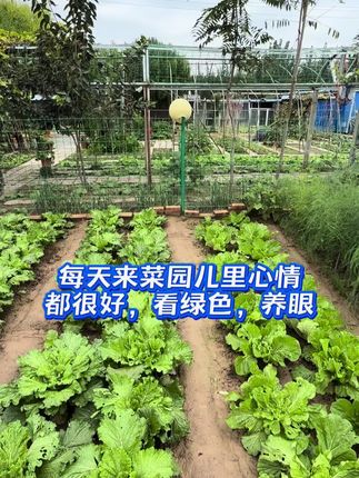 每天来菜园儿里心情都很好,看绿色,养眼 #菜园 #小菜园