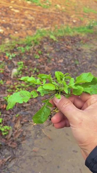 #你的家乡也有这种植物吗 它的学名叫荠菜,不知道在您的家乡这种植物叫做什么。