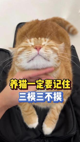 养猫一定要知道三摸三不摸!#新手养猫 #养猫经验分享 #科学养宠攻略 #萌宠出道计划 #猫咪