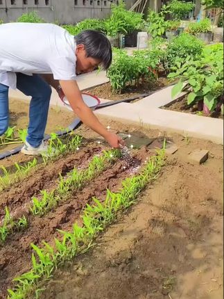 #种植小技巧 #复合肥 #种菜#菜园#作物营养
