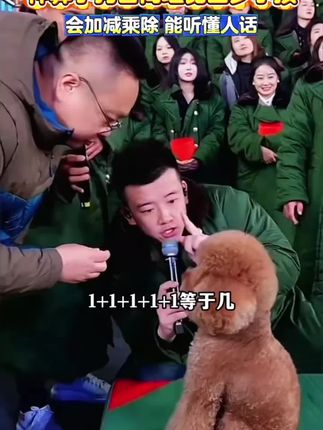 狗狗也来木森大舞台了?小狗真的太聪明了,木森被震惊到了。 #木森大舞台  #木森  #多才多艺  #木森直播回放  #小布丁才艺泰迪