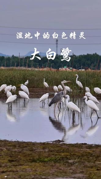 自然生态环境越来越好,白鹭等各种鸟类迅速繁殖,成群的白鹭随处可见。#野生鸟类摄影 #白鹭 #野生动物零距离 #保护生态环境 #野生动物保护
