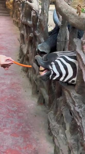 跟着动物学成语#成语累积 #词语累积