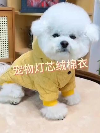 中小型宠物衣服冬季新款超厚灯芯绒棉衣比熊泰迪猫猫狗狗保暖棉衣#狗狗衣服 #狗狗新年衣服 #萌宠 #宠物用品 #好物推荐🔥