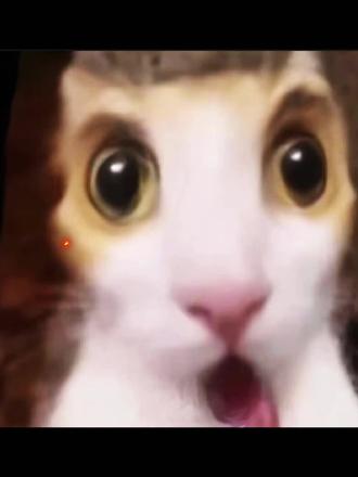 当我用素描画吃惊的小猫咪#素描 #画画#表情包#画画过程 #有趣的灵魂