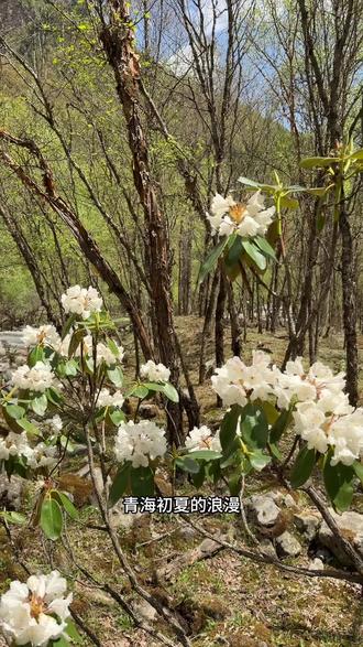 初夏赴北山,看花、赏景、品民俗!
赴一场浪士当杜鹃花海之约,解锁青海最治愈的春日浪漫,奔赴山野,不负花期,不负美好时光#浪士当国家森林公园 #杜鹃花海 #互助北龙山景区 #神韵北龙山@互助北龙山景区
