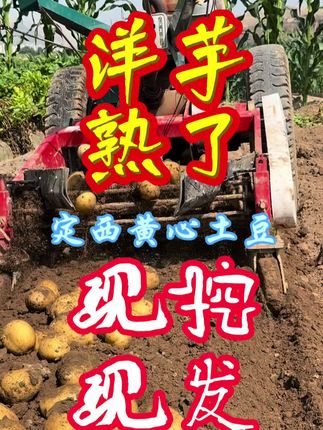 定西的黄心洋芋,你爱吃吗?#甘肃定西黄心土豆 #临洮特产 #临洮美食 #临洮张毛毛