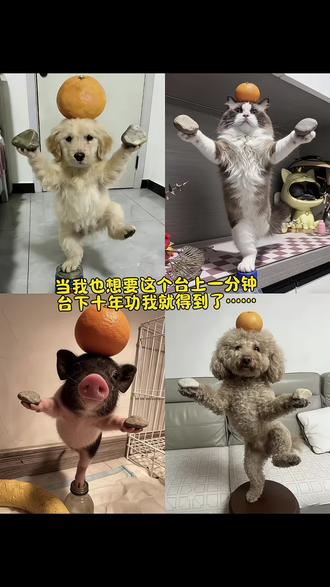 台上一分钟台下十年功 自嘲熊 台上一分钟台下十年功ai口令 台上一分钟台下十年功图片 台上一分钟台下十年功舞蹈 台上一分钟台下十年功搞笑 自嘲熊讲课图片 台上一分钟台下十年功的评论 自嘲熊展示视频 台上一分钟台下十年功怎么拍 自嘲熊台上一分钟 台上一分钟台下十年功AI视频 自嘲熊演讲的图片 台上一分钟台下十年功的案例 台上一分钟台下十年功为你点赞 #自嘲熊#叶问蹲 #台上一分钟台下十年功 台上一分钟台下十年功下联 台上一分钟台下十年功ai作文 台上一分钟台下十年功抖音AI 台上一分钟台下十年功鼓掌 台上一分钟台下十年功自嘲熊 台上一分钟台下十年功相关素材 台上一分钟台下十年功后面怎么说 自嘲熊台上一分钟怎么拍 自嘲熊视频跳舞 台上一分钟台下十年功布布 台上一分钟台下十年功指令教程来了 台上一分钟台下十年功教程 台上一分钟台下十年功叶问蹲 本子张元英 台上一分钟台下十年功小猫 自嘲熊片段 台上一分钟台下十年功点赞 一分钟台下十年功自嘲熊ai指令 台上一分钟台下十年功自嘲熊ai指令 台上一分钟#豆包ai ,#豆包P图已经nextlevel了