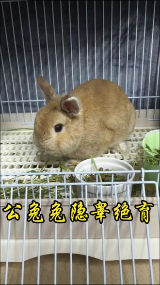 小兔兔隐睾绝育#同城精选 #异宠 #异宠医生 #兔兔 #兔兔绝育 @异宠医生小葱(武汉)