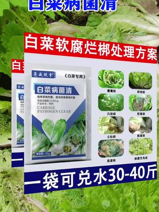 白菜管理#白菜种植 #白菜管理 #白菜病菌清 #增产增收才是硬道理