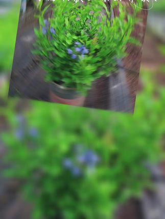 #蓝雪花#花卉种植 #蓝色的花花开了