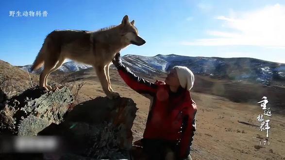 一句话戳中我的泪点 昨晚认真的看了一遍重返狼群,真的很让人感动拍出电影感 ,看一次哭一次,心疼格林,有时候真的纠结,爱到底是应该留在身边还是让他重返狼群!
看到格林也就想起我们家的“布丁”家犬!2020年一起加入这个家!印象深刻第一眼在家里出现时我也被它出现吓到了!它才几个月大就对我旺旺叫,一边叫一边跑连滚带跑,😂😂第一眼就给它起了一个名字叫小不点超可爱的!从小跟我睡一个房间。就像保镖一直守着我!我很喜欢它。感觉我就把它当我宝贝一样爱!这几年它也闯了不了祸!出不少钱!每当它闯祸了我都只能祈祷它不会被卖掉!也被我几滴眼泪给驳回来!保住它的命!😁😁只有爱犬的人才能体会到那种感觉吧!它是犬但是也是家里成员之一不可割舍的!