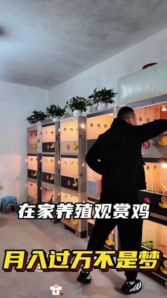 在家养殖观赏鸡,月入过万的惬意日常#新手养鸡 #宠物鸡养殖 #养宠物鸡 #分享新手养鸡经验 #塞拉玛
