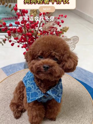 穿上这个牛仔衬衣,就跟孩子一样#࿆毛孩子也是孩子 #毛孩子日常 #萌宠出道计划 #狗狗的心思都写在脸上了 #萌宠日常记录