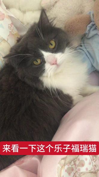 扫福瑞叫霸霸#福瑞 #猫咪 #福瑞控