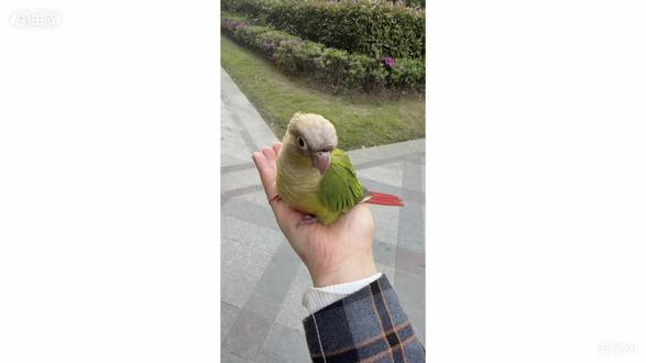 宝贝齐齐儿,麻麻真的好想你。
你离开我已经整整一个礼拜,你的点点滴滴都刻在我心里。怀念你奔向我、陪在我肩头、呆萌撒娇的模样。
都怪麻麻太疏忽,窗户留了一点缝隙,让才两个月大的你从二十几楼飞丢。我日日在楼下、广场到处找你,也遇到见过你的小姑娘,可终究再也寻不到你的身影。
后来我又养了一只也叫齐齐的小鸟,86也懂事护着它。可它替代不了独一无二的你。
我的小齐齐,不管你现在身在何方,麻麻一直都在等你,盼着你早日平安回家😭