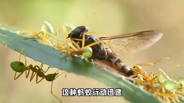 这竹节虫有点意思#竹节虫 #神奇的动物在抖音 #动物科普 #动物生存技能展示 #昆虫