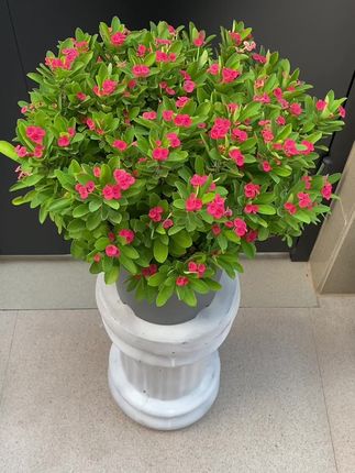如果夏天秋天总是养不好花,那就来养一盆虎刺梅吧,它耐热耐晒耐雨淋,全年365天都是它的花期,很少有病虫害,养护起来很方便的。