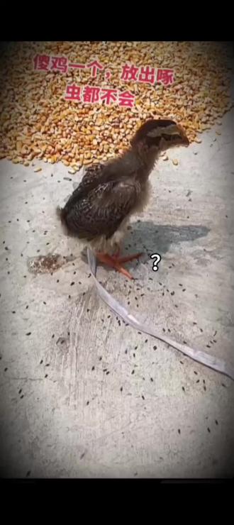 小鸡拉了一坨 小鸡拉了一坨#战斗鸡 #神人#哦吼吼吼吼吼吼
